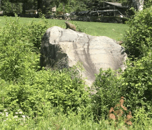 Groundhogs On A Rock GIF - Groundhogs On A Rock GIFs