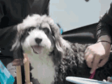 Grooming Brushing Dog GIF - Grooming Brushing Dog Pampering Dog GIFs