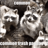 trash pandas