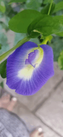 My Flower GIF - My Flower GIFs