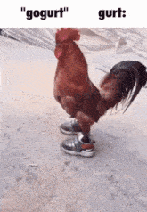 a picture of a rooster wearing sneakers with the words " gogurt " and " gurt " below it