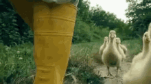 Goooooo GIF - Duck Duckling Run GIFs