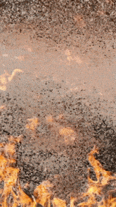 a close up of a fire with a lot of flames
