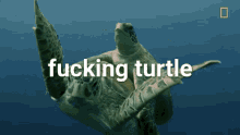 Swim Sea GIF - Swim Sea Turtle GIFs