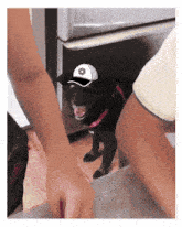 a black dog wearing a white hat with a circle on it