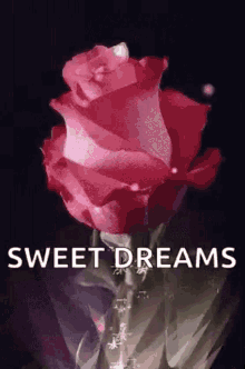 sweet dreams sparkles flower rose red rose