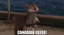 The Wild Movie Benny GIF - The Wild Movie Benny Canadian Geese GIFs