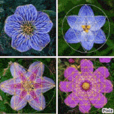 four pictures of flowers with pixiz written on the bottom left
