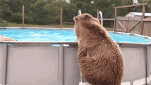 going for a swim cooling down heat wave bear diving into pool bear swimming