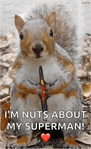 Squirrel Super GIF - Squirrel Super Cute - Discover & Share GIFs
