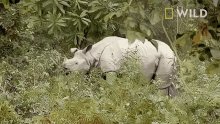 Eating Protecting Rhinos In Kaziranga National Park GIF