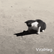 Kitten Is Seizing The Mouse Cat GIF