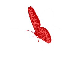 borboletas butterfly beautiful wings borboletas butterfly beautiful wings