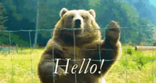 hello bear hi wave big animal