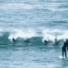 Paddleboard Dolphin GIF - Paddleboard Dolphin Surf GIFs