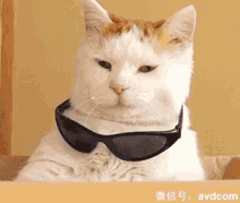Deal With It Cat GIF - Deal With It Cat Cool GIFs