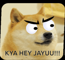 a dog with angry eyes and the words kya hey jayuu