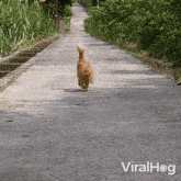 Kitten Ruins A Cat'S Run Viralhog GIF - Kitten Ruins A Cat'S Run Cat Viralhog GIFs