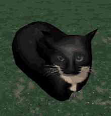Cat Catdance GIF - Cat Catdance Cattiktok GIFs