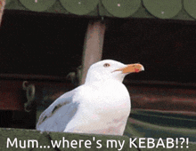 seagull kebab