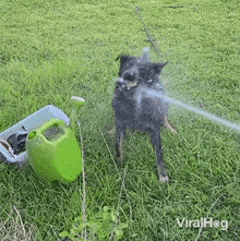 a dog is standing in the grass spraying water from a hose .