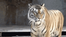 Tiger Rawr GIF - Tiger Rawr Growl GIFs