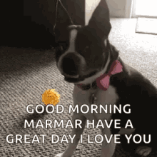 Huh What GIF - Huh What Bostonterrier GIFs