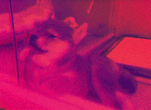 Shiba Inu Doge GIF - Shiba Inu Doge Puff GIFs