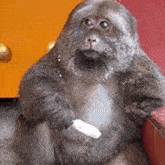 a monkey is sitting on a red couch holding a white object in its hands .