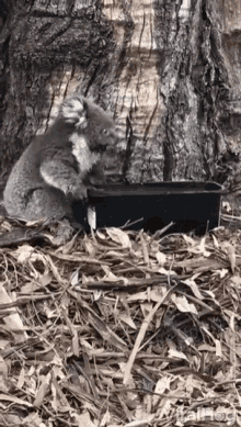 Looking Around Where Am I GIF - Looking Around Where Am I Koala GIFs