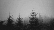Forest GIF - Forest GIFs