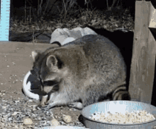 Raccoon Wild Life Cam GIF