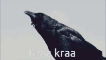 Kraa Kraa Kraa GIF - Kraa Kraa Kraa Crow GIFs