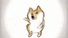 Dog Dog Dance GIF