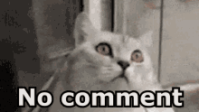 No Comment Nessun Commento Non Parlo Gatto GIF - No Comment I Dont Speak Cat GIFs
