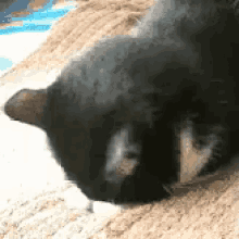 謝ろうとする猫 GIF - Jasorry GIFs