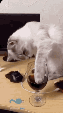 Cat Cats GIF - Cat Cats Drink GIFs