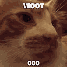 Woot Cat GIF - Woot Cat GIFs