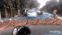 Waiting At The Crosswalk For A Flock Duck GIF - Waiting At The Crosswalk For A Flock Duck Flock GIFs