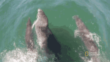 Dolphins The Shark Immune System GIF - Dolphins The Shark Immune System When Sharks Attack GIFs