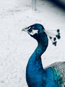 Rayya Peacock GIF - Rayya Peacock GIFs