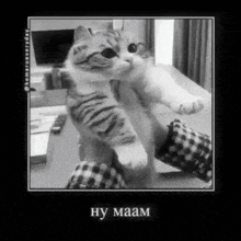 a black and white photo of a cat being held in someone 's hands .