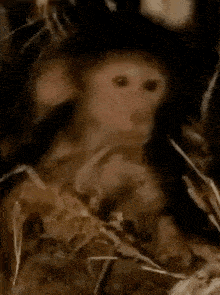 Monkey Monkey Try Not To Laugh GIF
