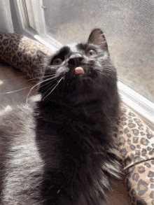 Cat Tongue Out GIF - Cat Tongue Out Kitten GIFs