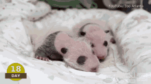 Tired Baby Panda GIF - Baby Panda Animals Cute GIFs