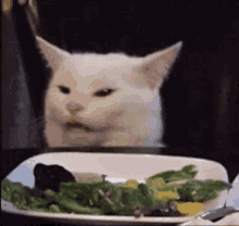 Cat Zoning Out GIF - Cat Zoning Out Ptsd GIFs