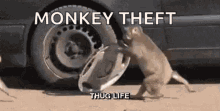 Thug Life Monkey GIF - Thug Life Monkey Thug GIFs