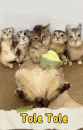 Tole Tole Tole Tole Cat GIF - Tole Tole Tole Tole Cat Cat GIFs