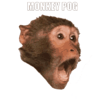 Monkey Pog Pog GIF - Monkey Pog Pog Poggers GIFs