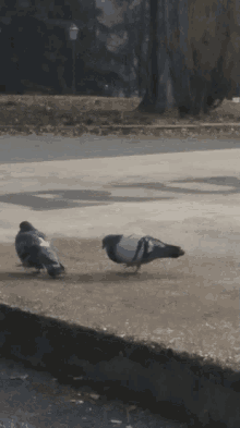 Pigeons Birds GIF - Pigeons Birds Animals GIFs